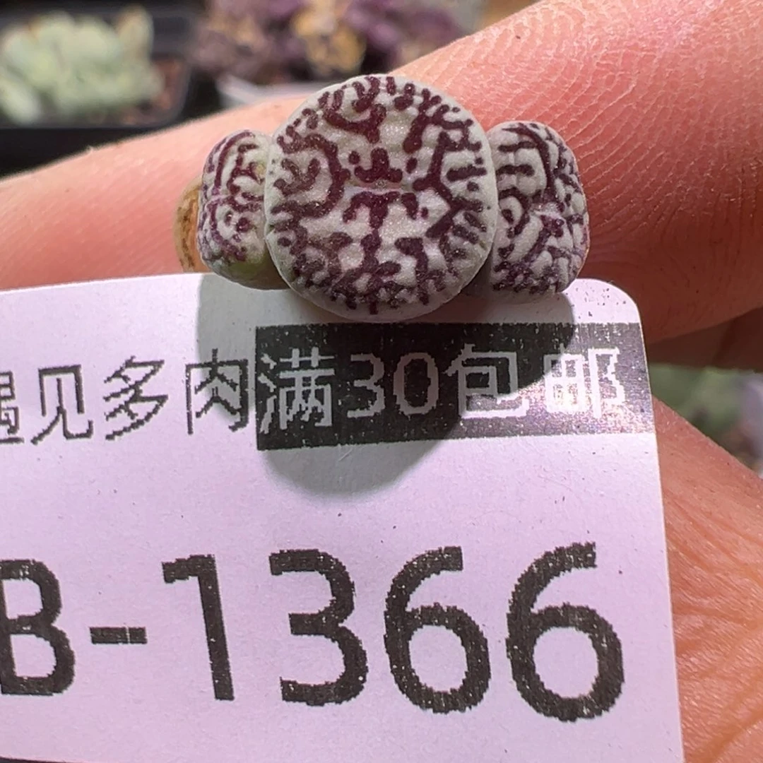 多肉植物1111111111111