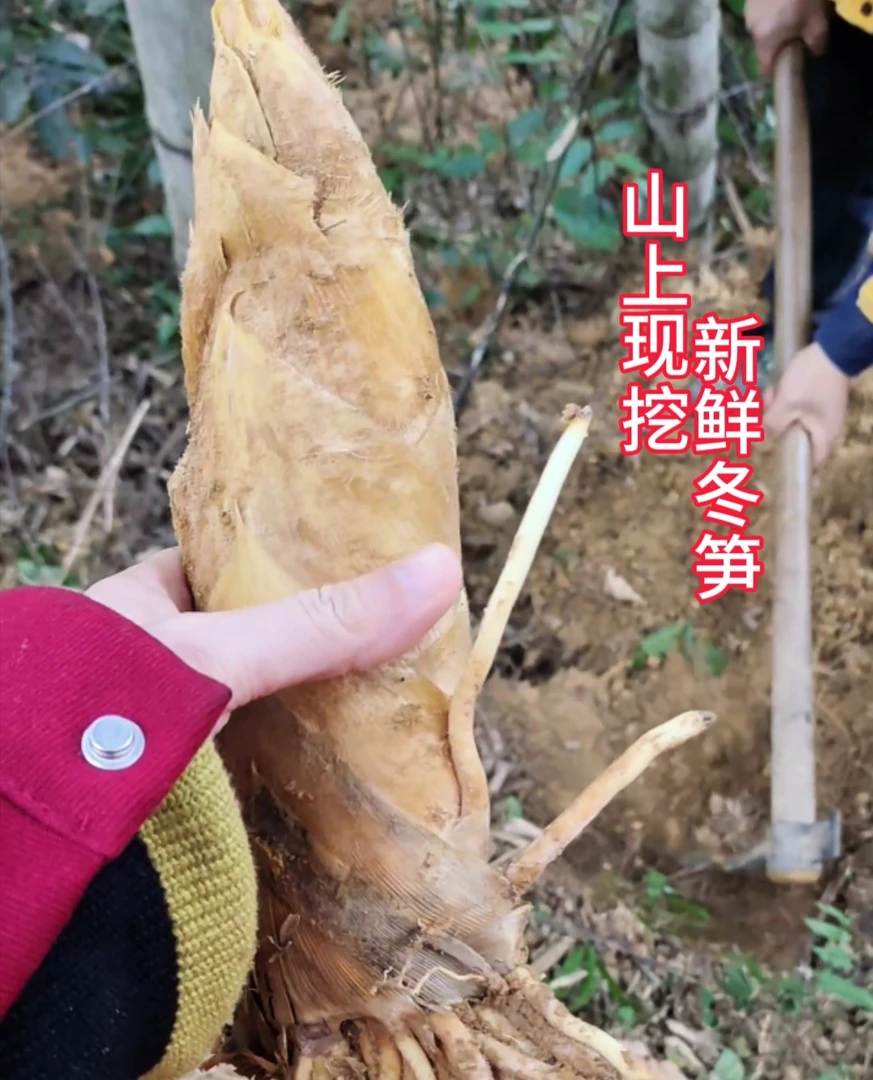 新鲜冬笋江西农家现挖带壳冬笋土特产