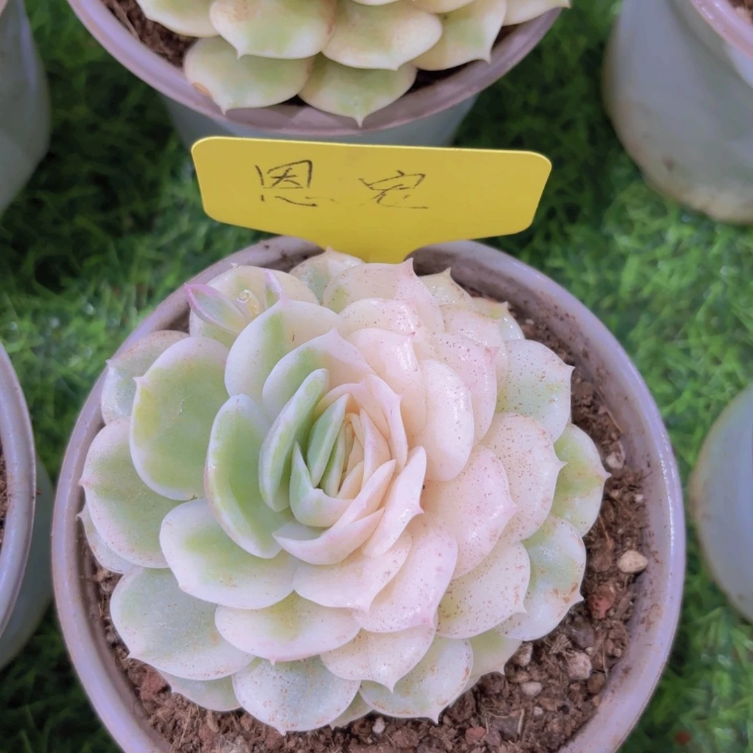 ⭐️**我的小可爱们都好可爱