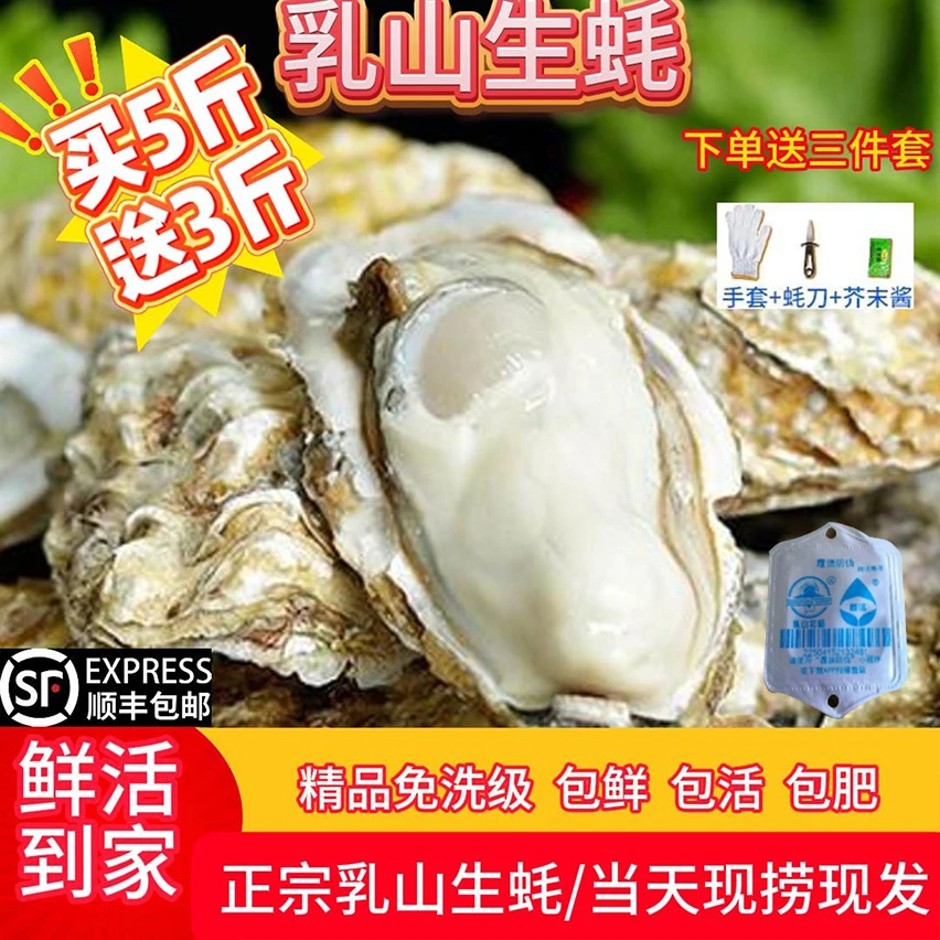 【6X5斤送3斤】正宗乳山生蚝金标免洗级鲜活海鲜水产新鲜牡蛎海蛎子