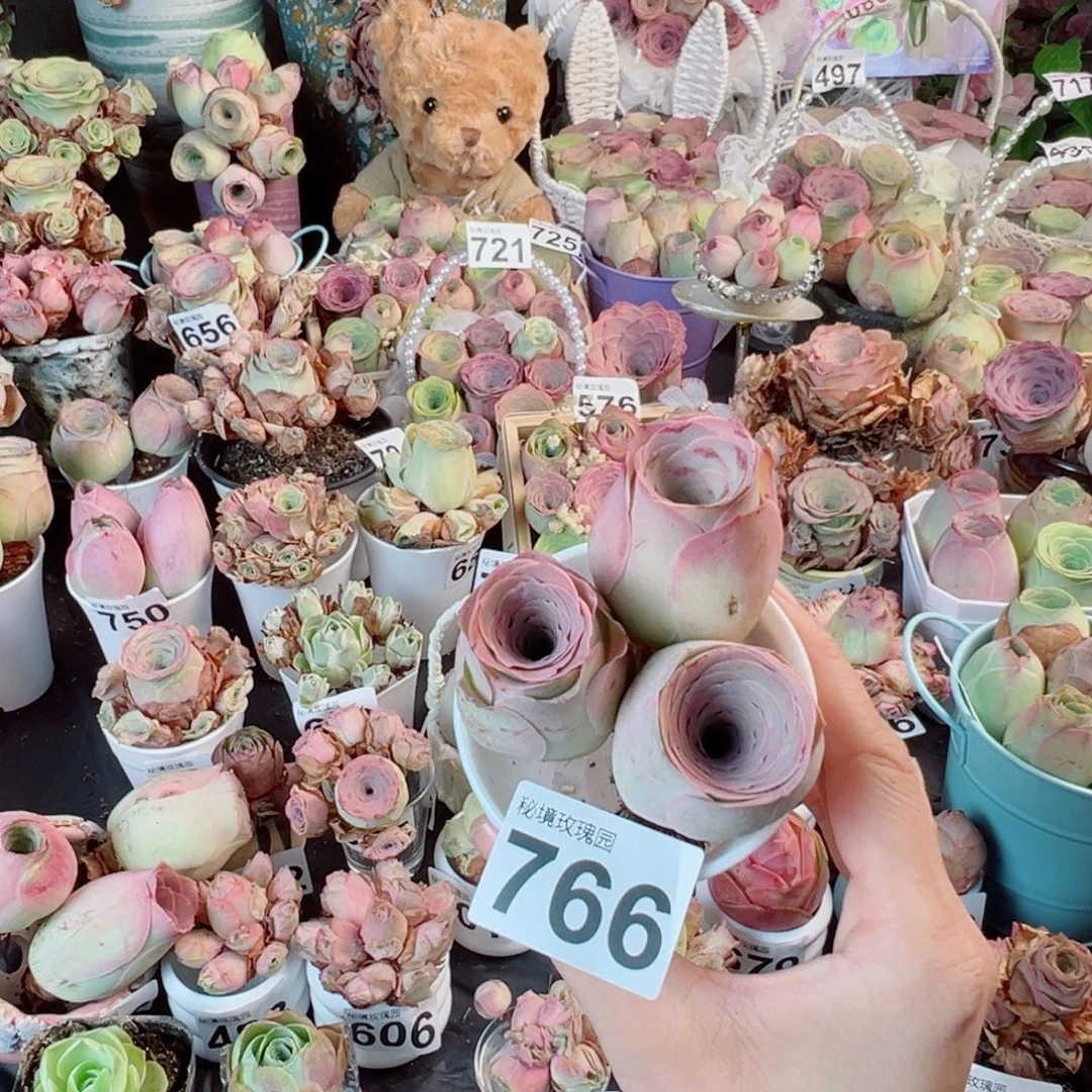 766三颗粉酒杯老桩。 一物一拍