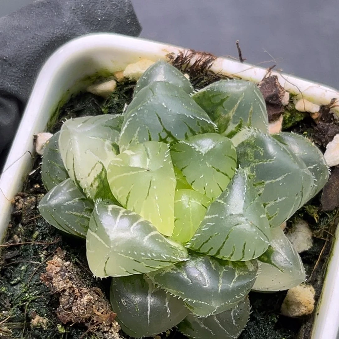 恭喜发财大吉大利2647