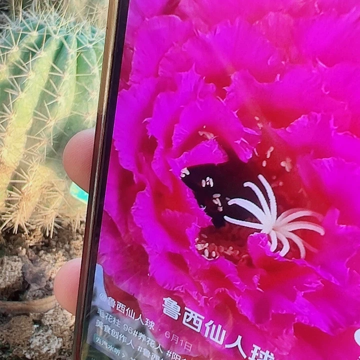 毛花柱 96 有根 瑕疵  000
