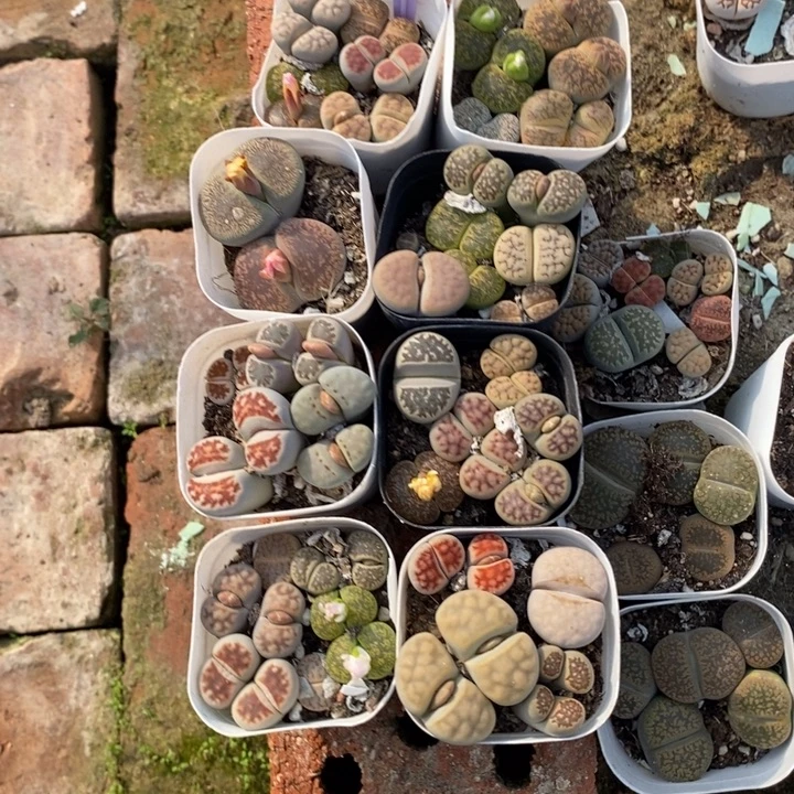 红****生石花等植物的214