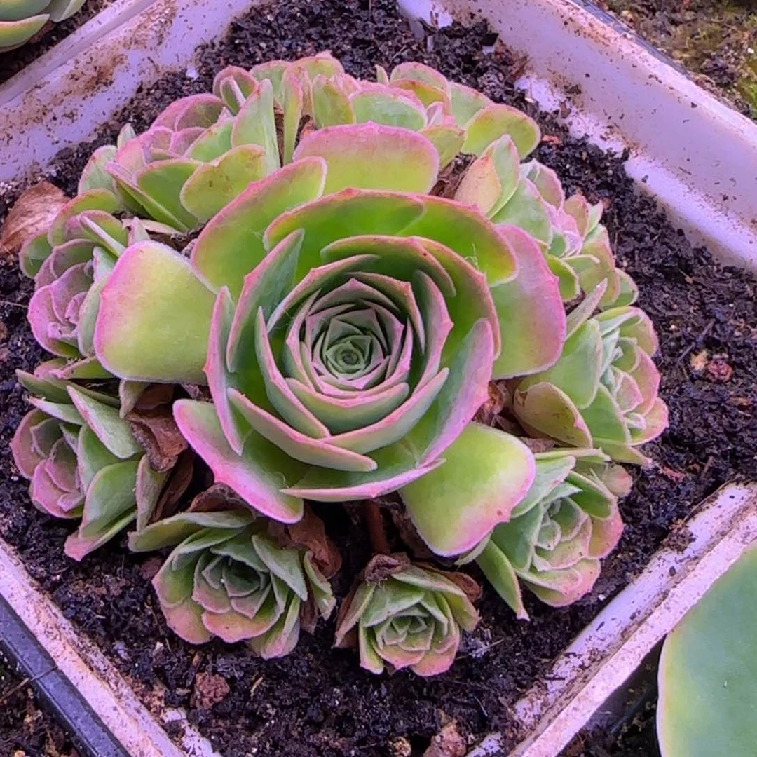 捧花7厘米1216464646464