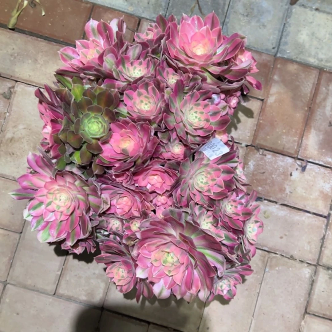 【闪购商品】心**023粉女巫多肉