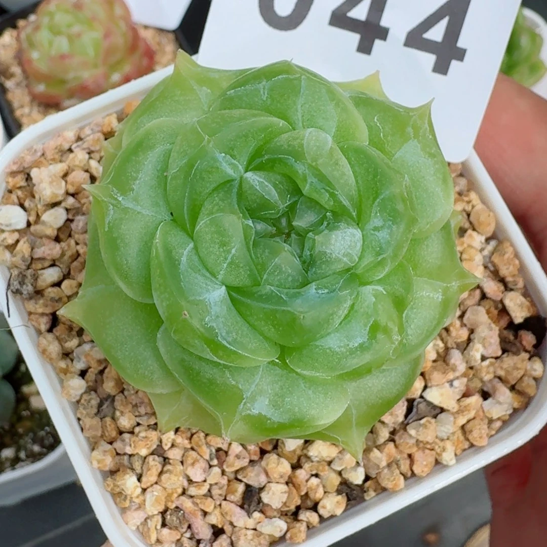 透体珍妮            精美多肉植物