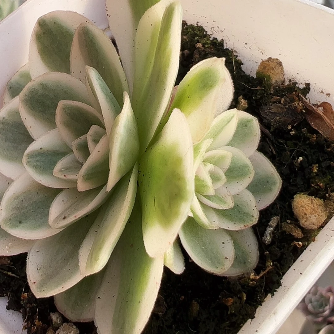 山地玫瑰锦冬雪345号