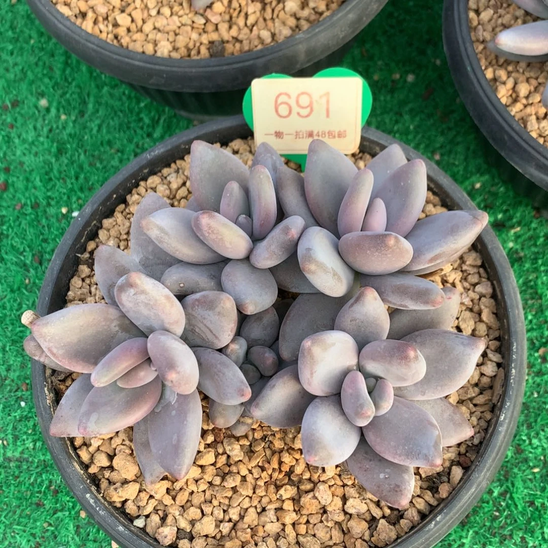 企鹅老桩无砍平头691