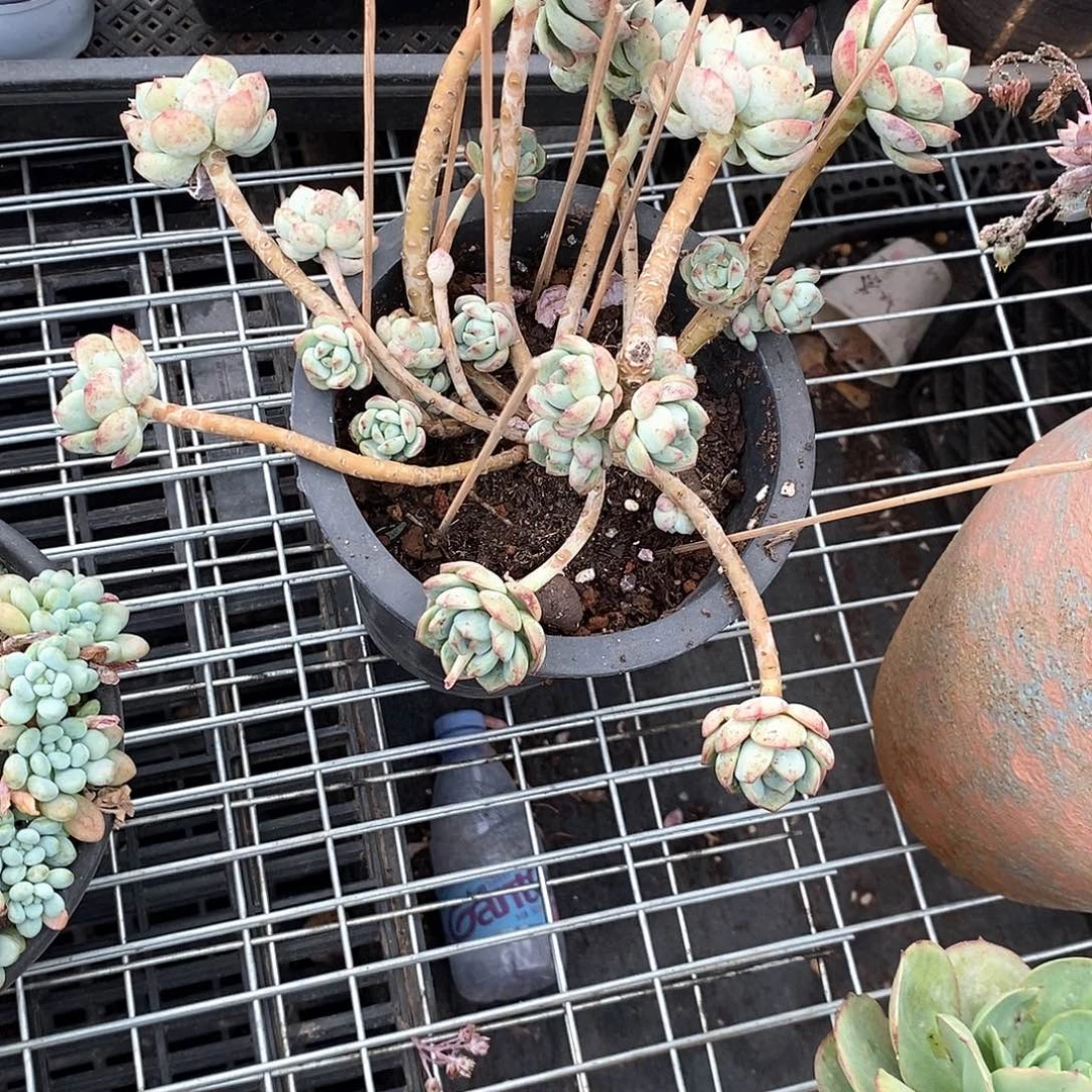 余****?妖妆香草1颗多肉植物