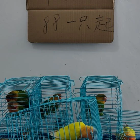 虎皮鹦鹉牡丹鹦鹉鹦鹉1只