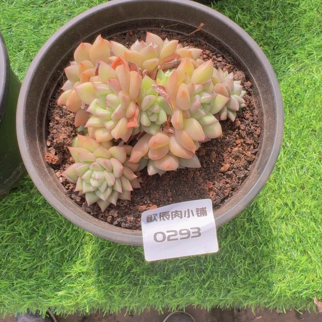 夕****多肉植物象牙发货 0293