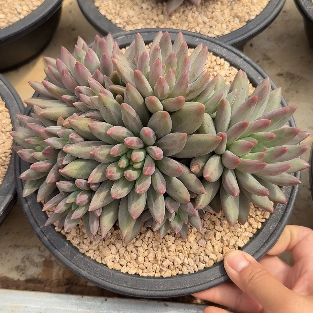 虞姬美人整无砍群生多肉