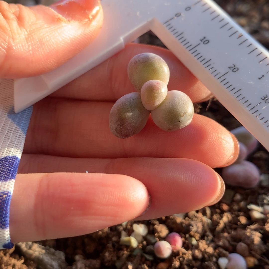 不满28发到付，发一片叶，~