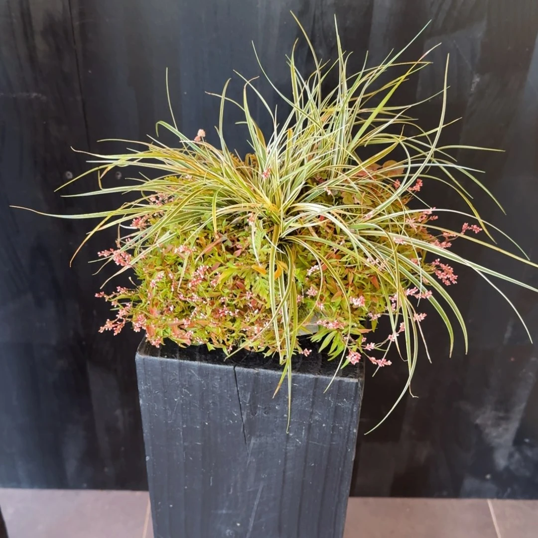 无花朵山野草陶盆