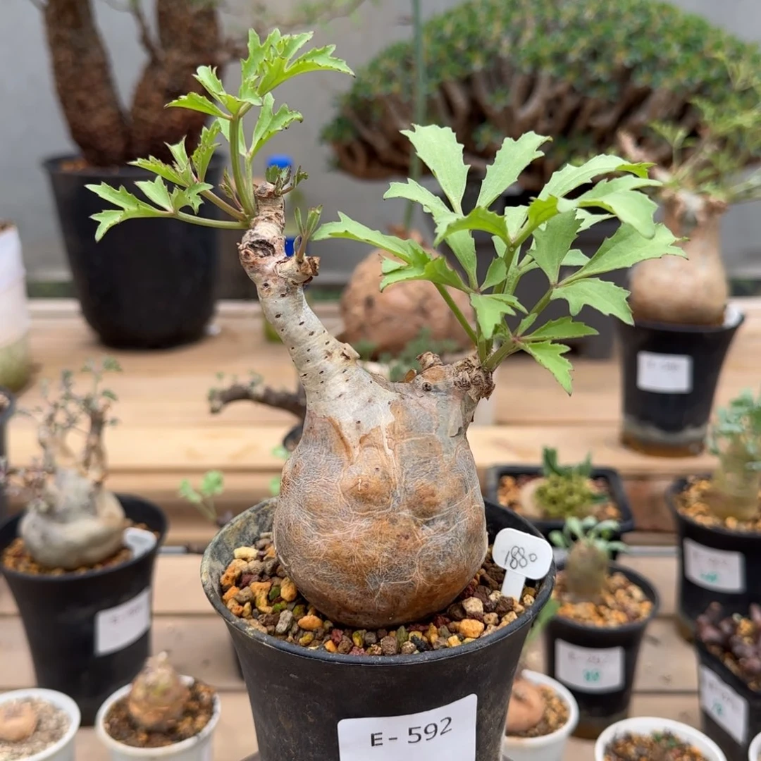 592索马里小叶葡萄翁
