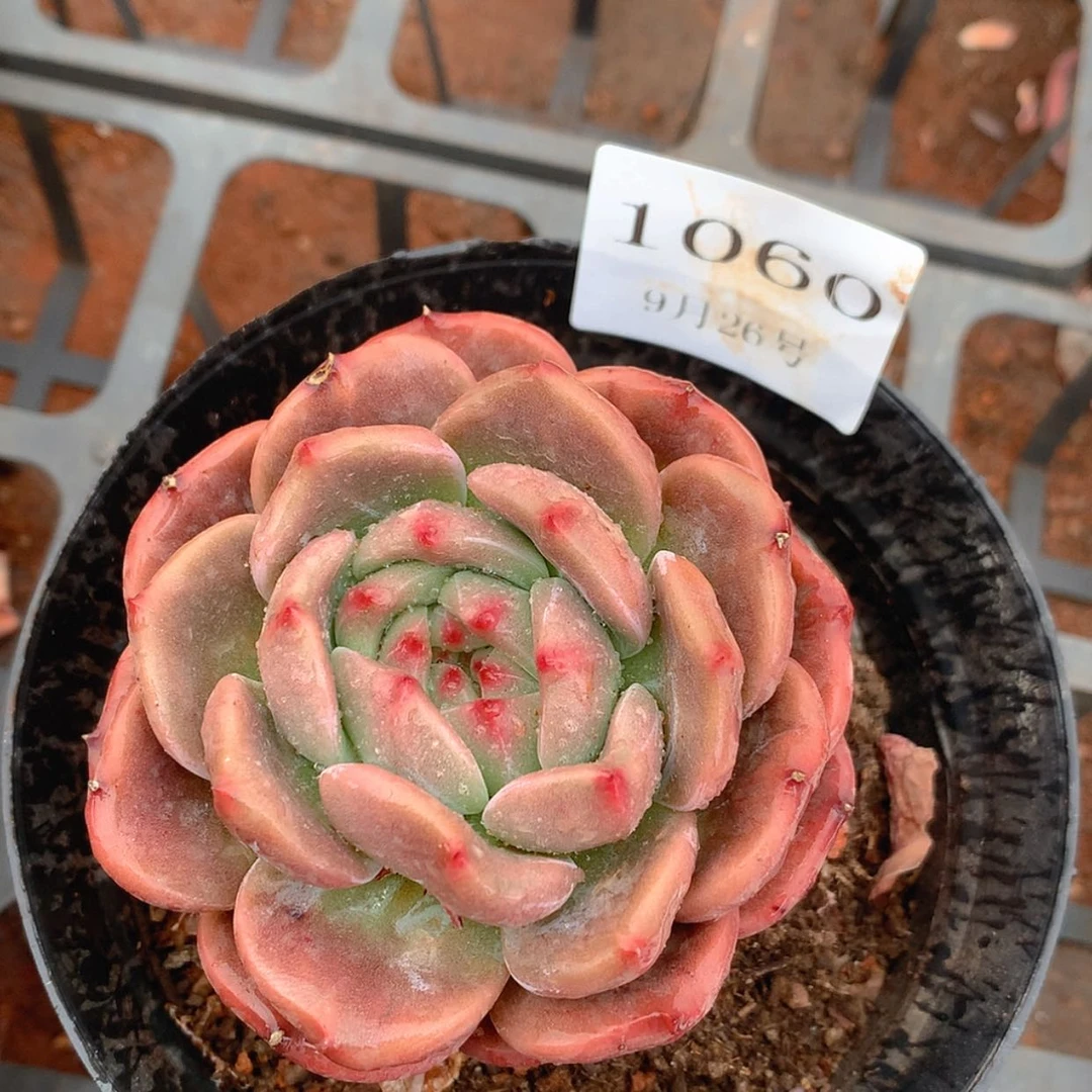 【闪购商品】云1060