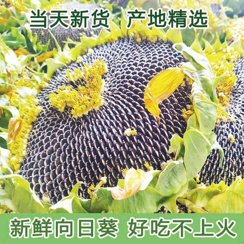 2025新鲜葵花盘带籽新货葵盘大朵向日葵带盘当天现摘生瓜子葵花籽