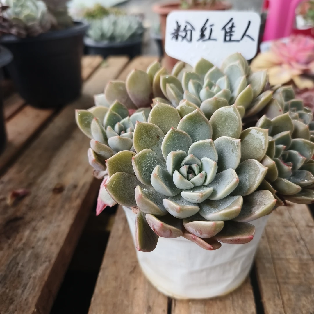 【红粉佳人】多肉植物  带盆带土  新手好养 喜阳少水