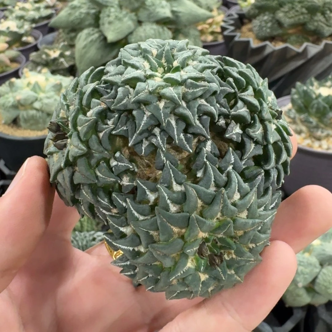 7.6cm四头馒头姬无根福利