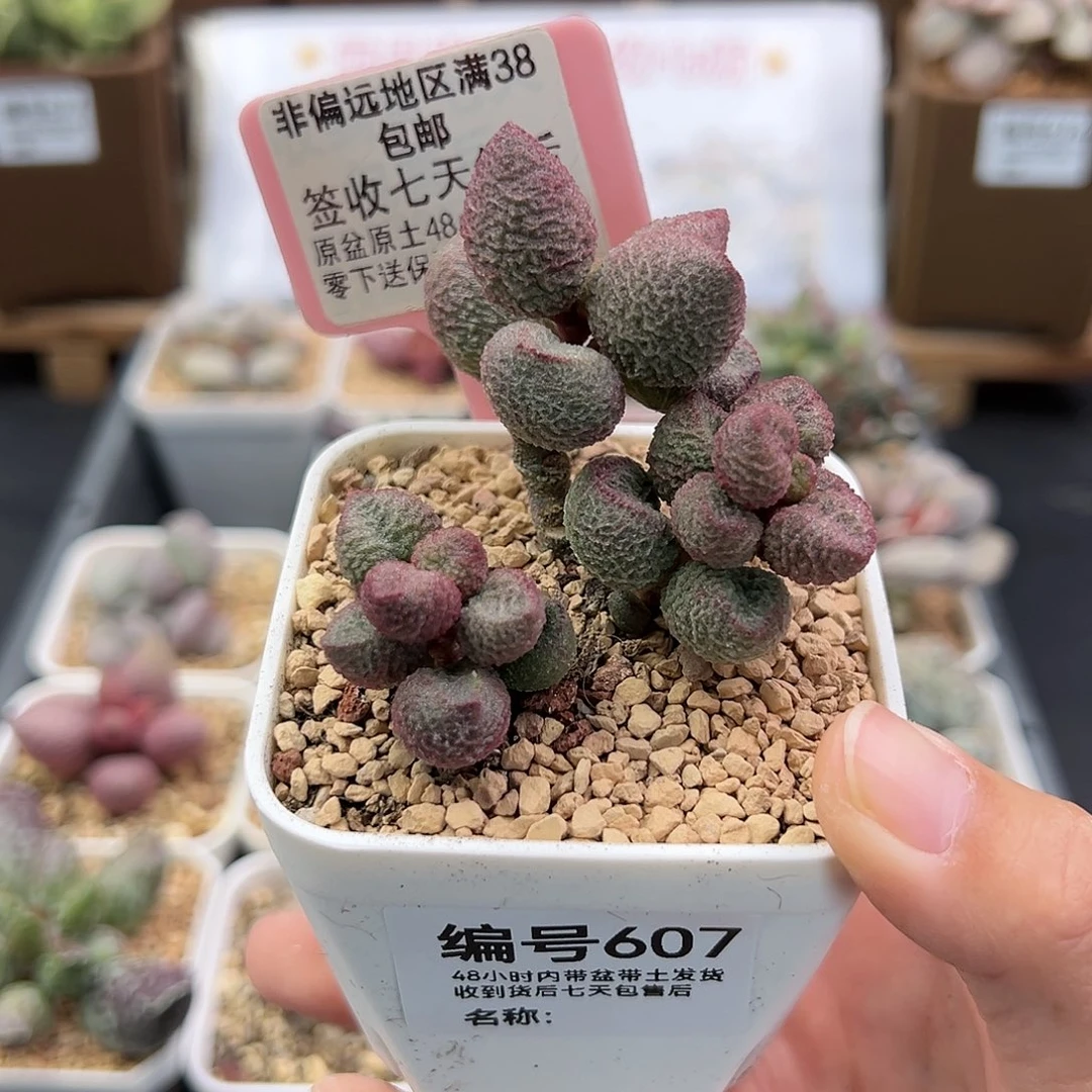 607水蜜桃多肉植物