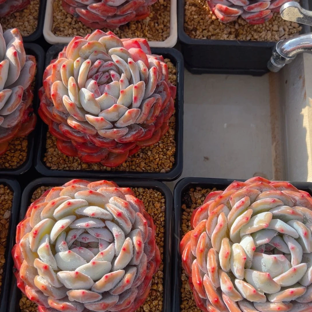 木**?木子小姐姐4个橙子1-13