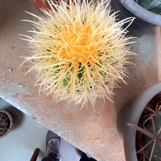 苏*怒虎谢谢谢谢谢谢