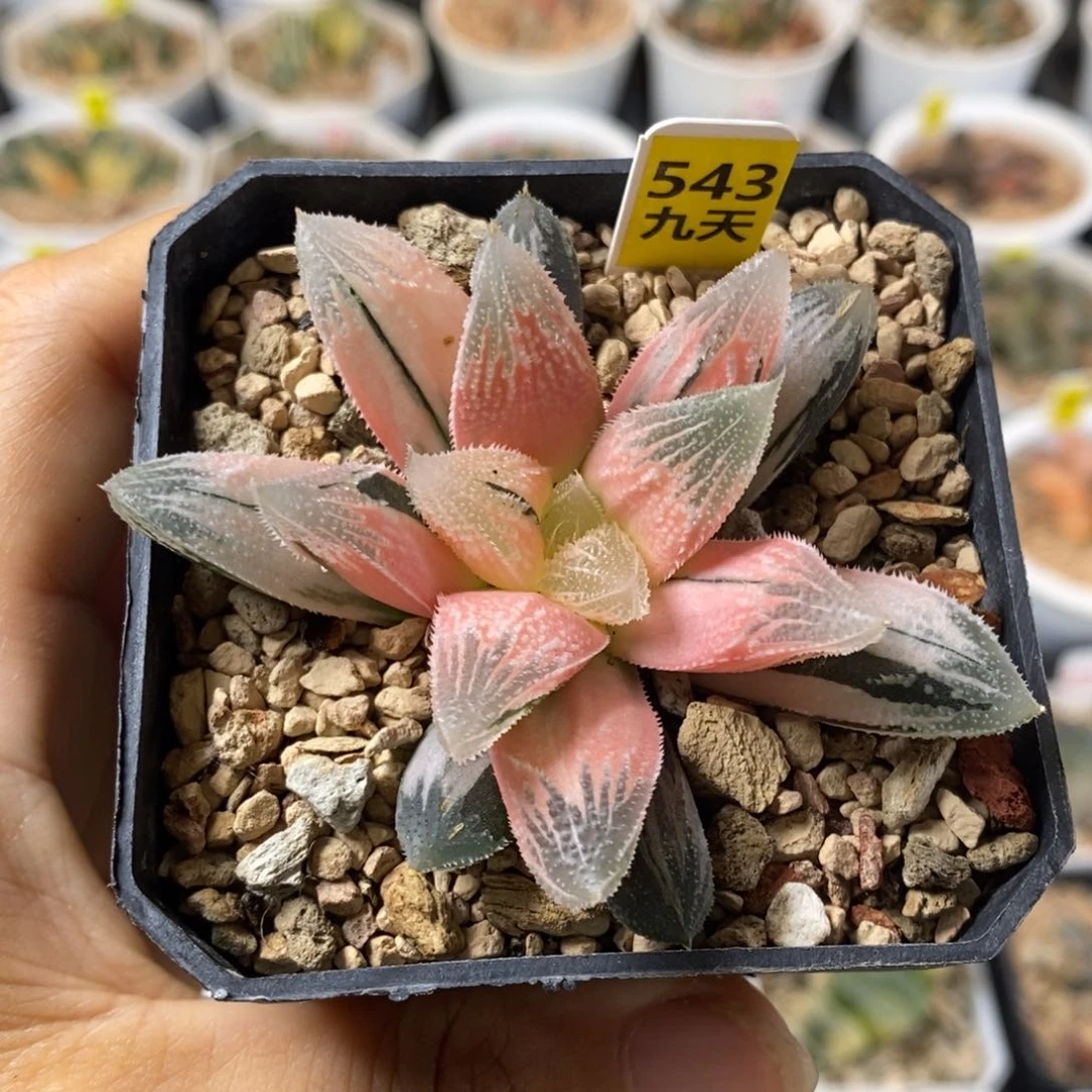 543号糊斑白帝城锦带盆