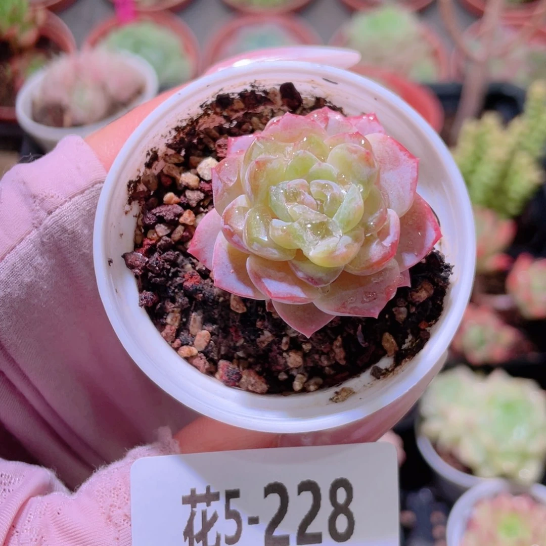 花利美5-228粉钻