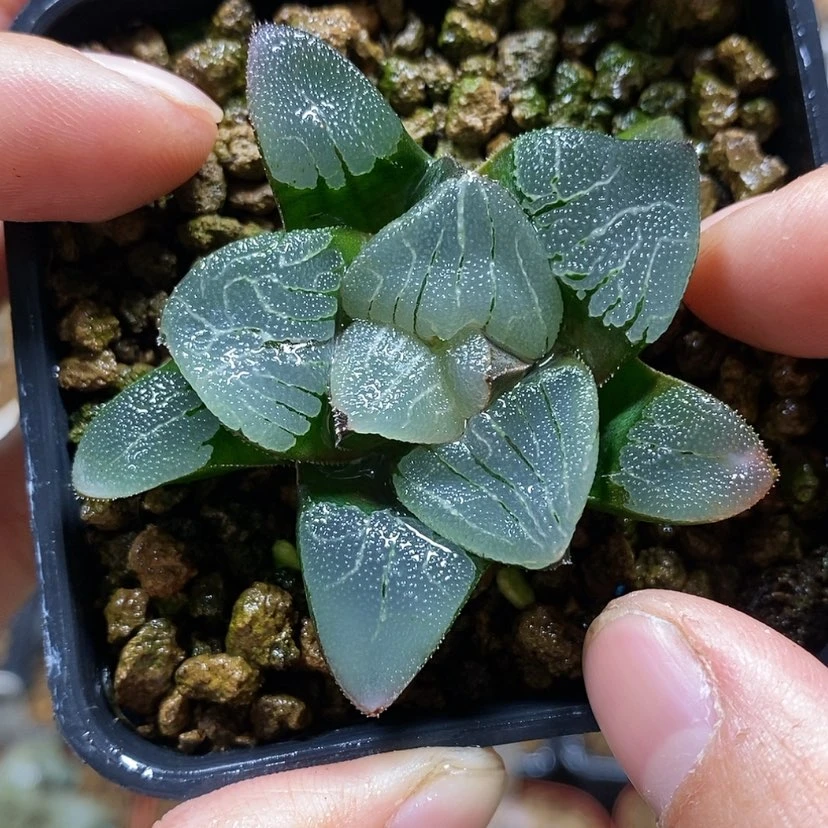 【闪购商品】161实生克