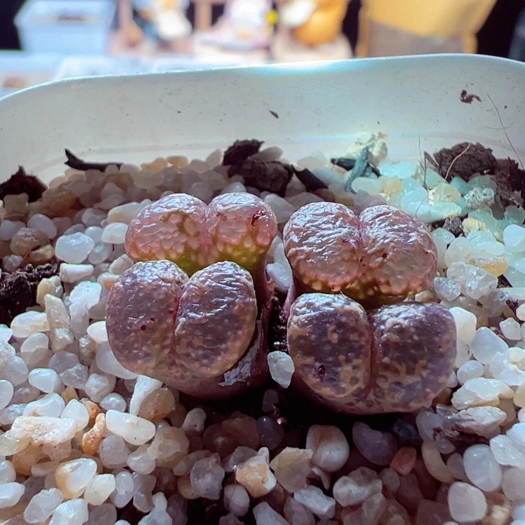 85-496多肉多肉透勋章