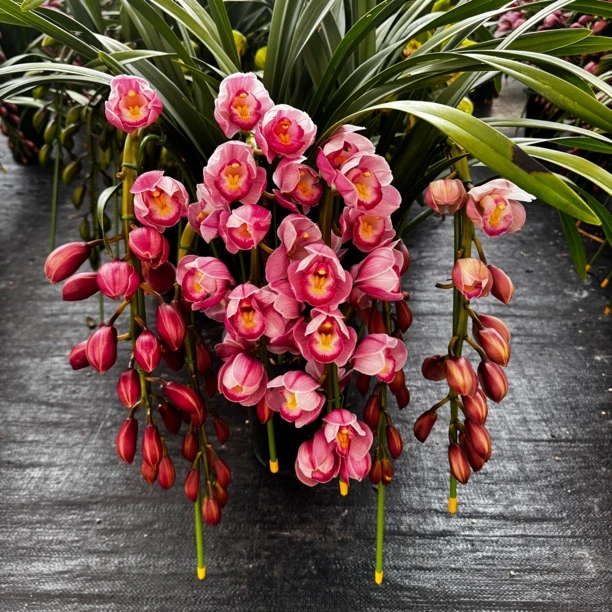 【福星拱兰】大花蕙兰年宵花带盆发货云南直发室内外好养易活