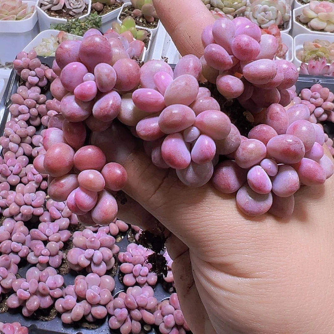 双头糖果糖蛋10个19包邮