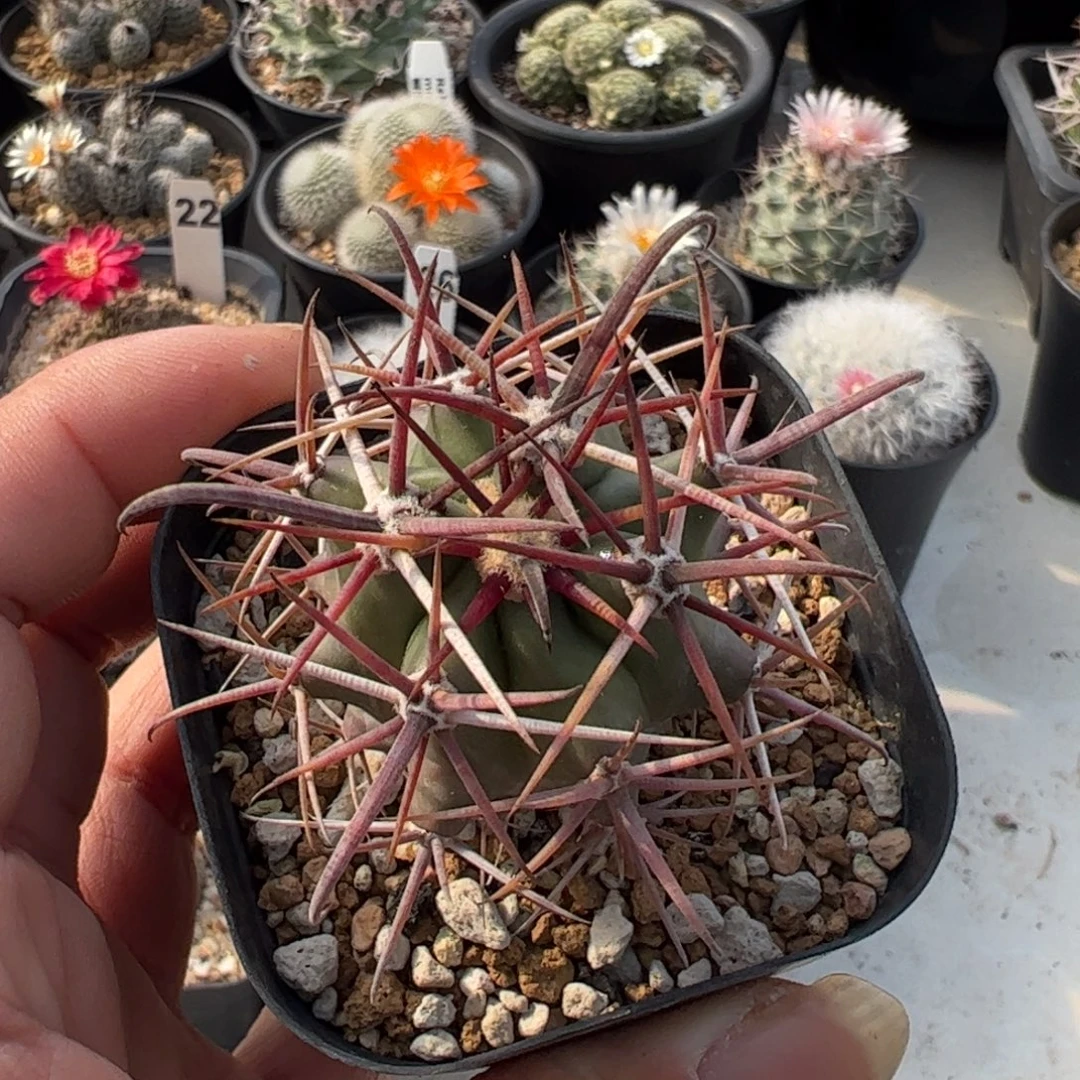 刈穗玉脱盆发111111