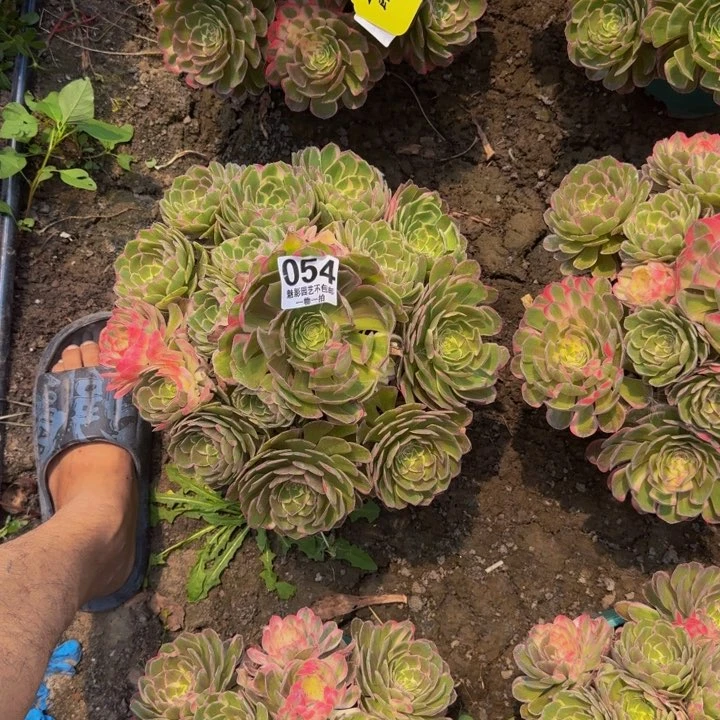 y****?海燕花25-33包邮花花