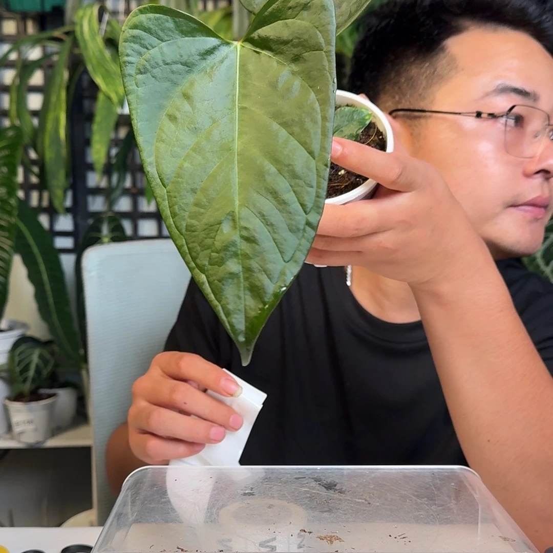 无花朵Y**g一物一拍W 12
