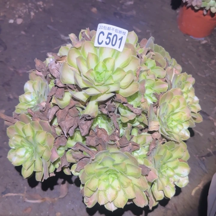 韶华……多肉植物的