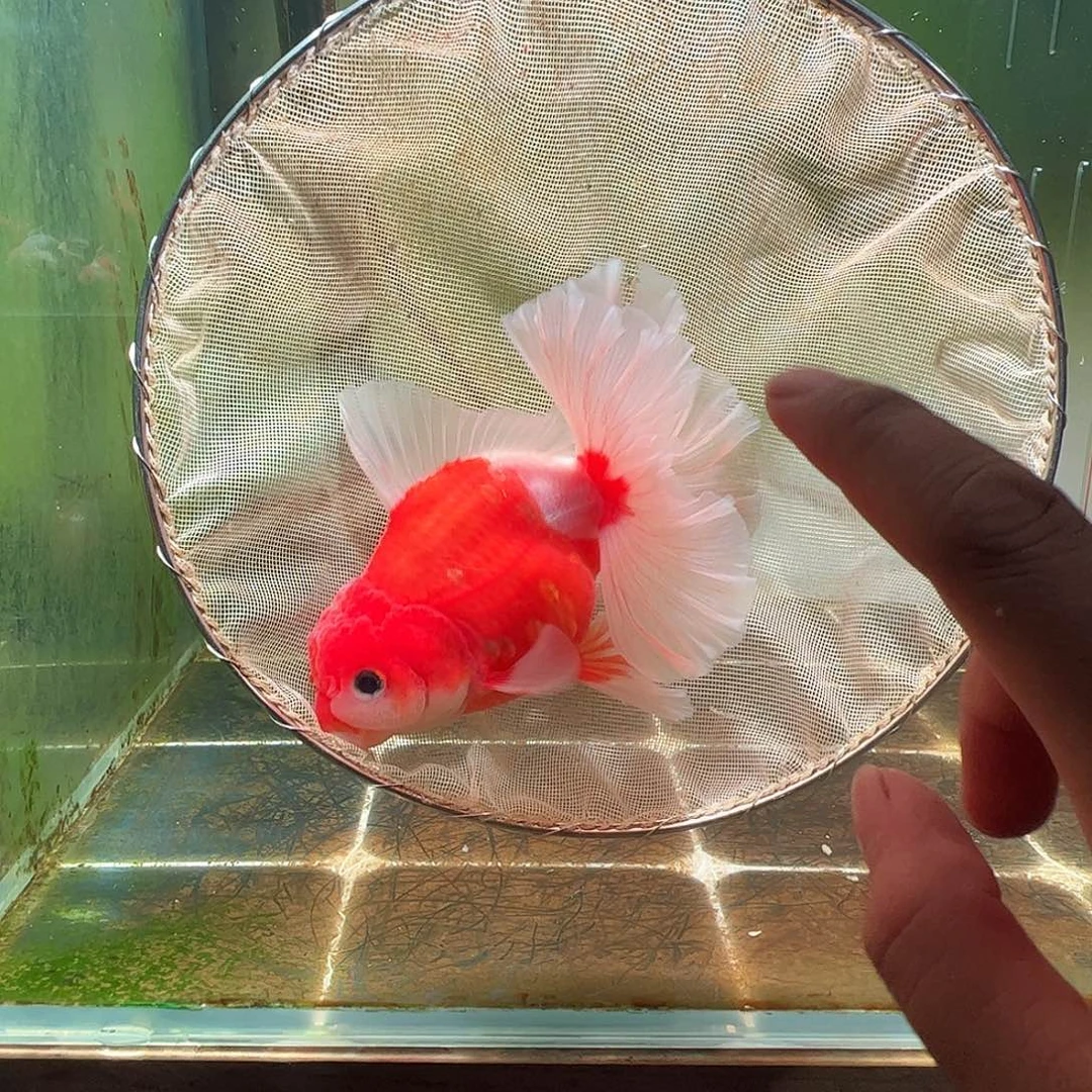 金鱼百褶泰狮压成32