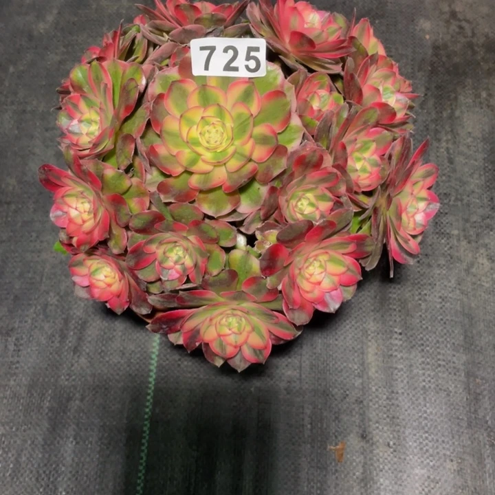 725老庄多肉法师荔枝