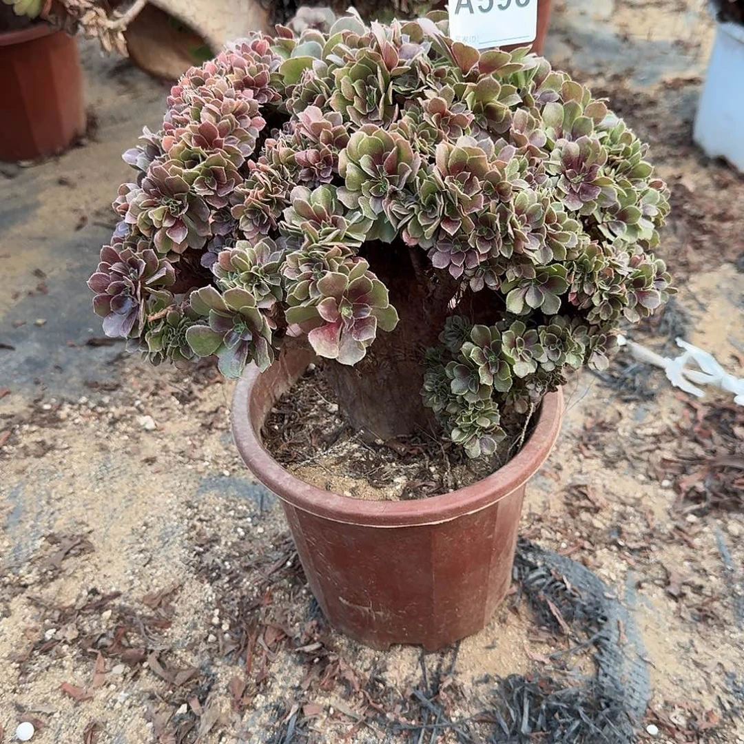 598玫瑰朵朵一颗呀呀