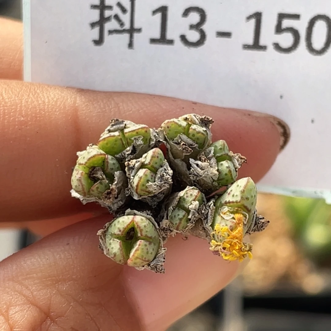 13-150小t多肉植物