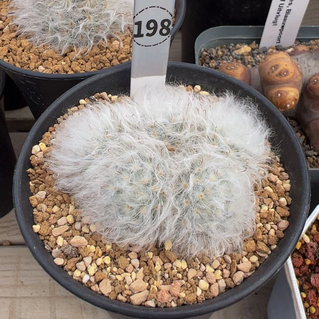 198实生根白云高砂多肉植物带盆土
