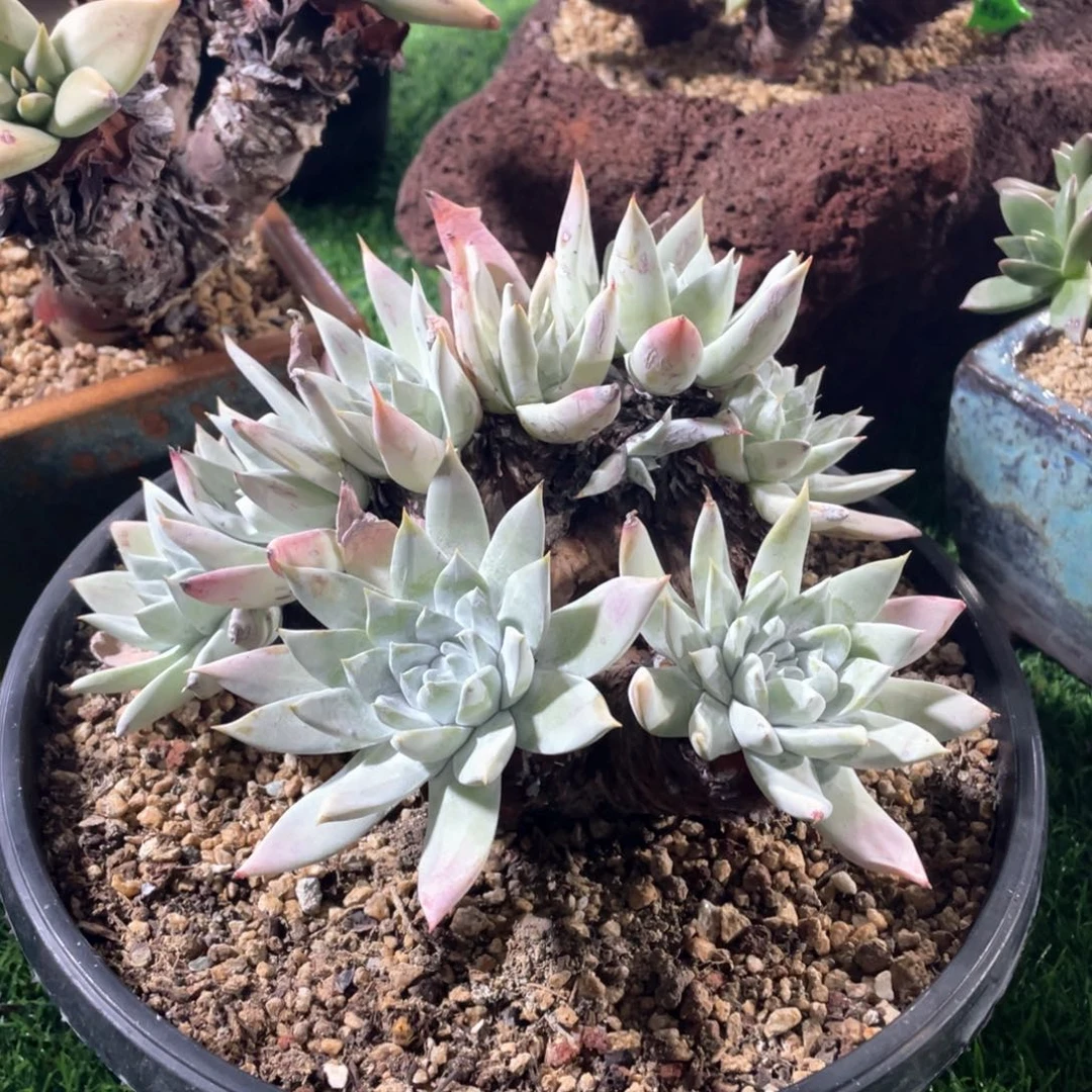 大脸雪山苹果叶朵朵缀粗桩