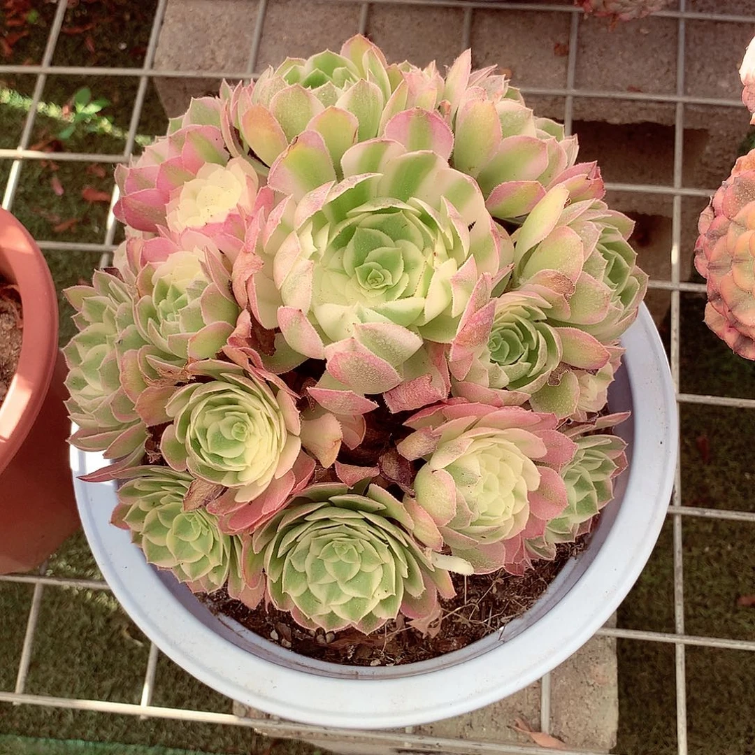 海王捧花，多肉植物