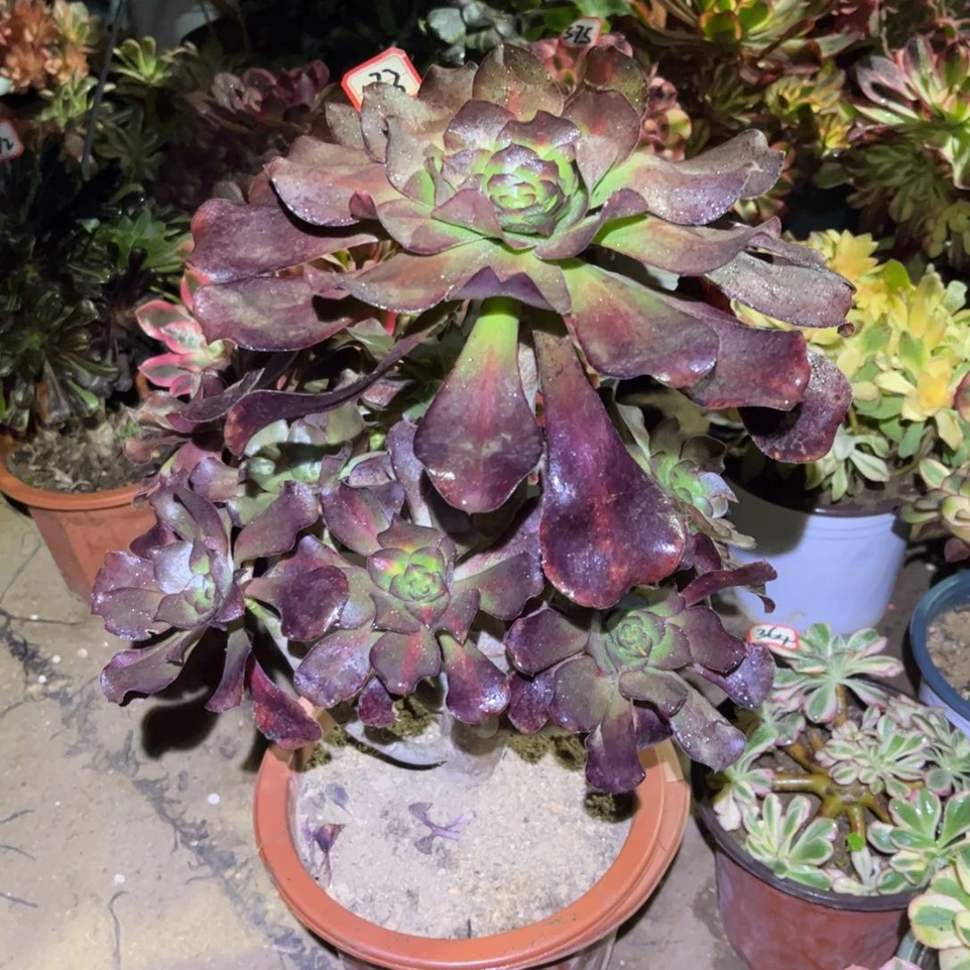 073多肉植物巫毒七彩