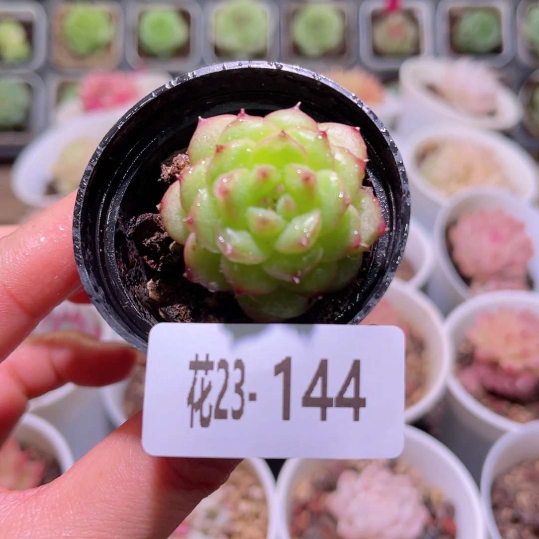 花利美23-144绿水鬼