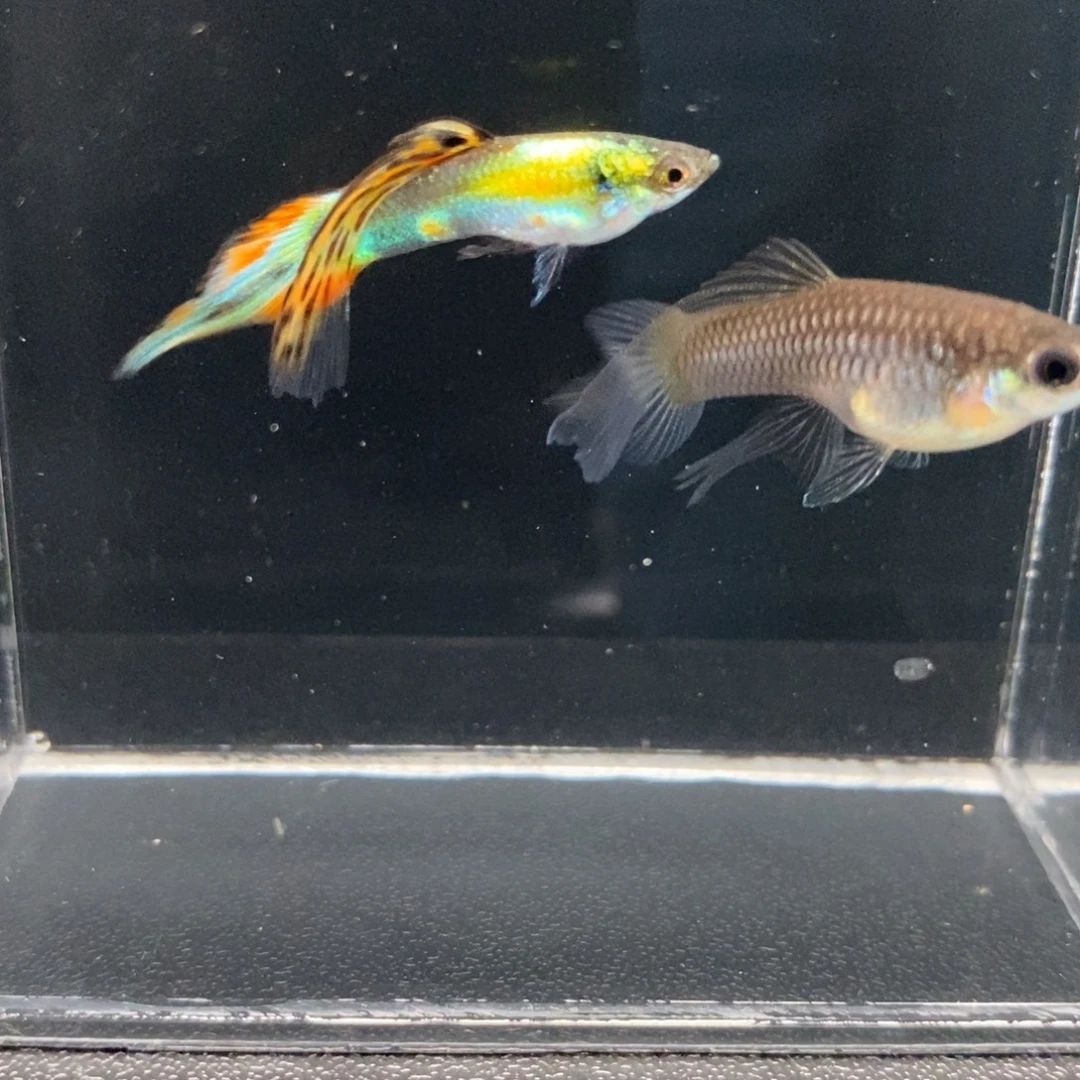 孔雀鱼多彩琴尾一对