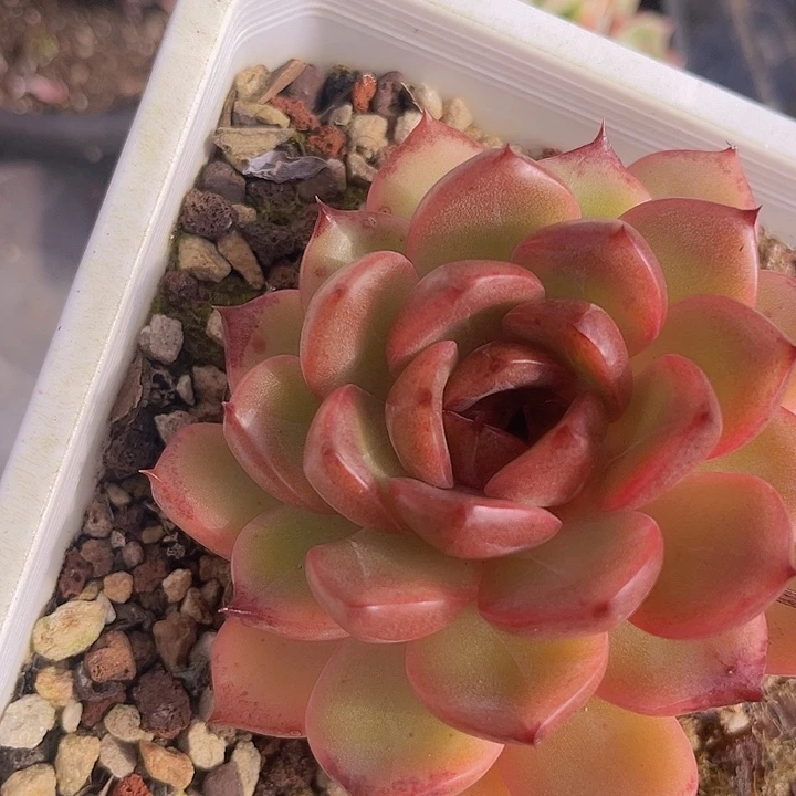 水晶杂0624多肉植物