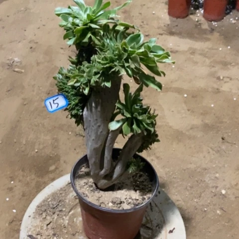 原始绿缀缀一物一拍