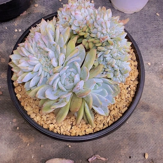 ?*歌橙子多肉植物缀化